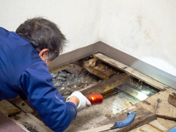 Best Mold Remediation  in Alma, AR