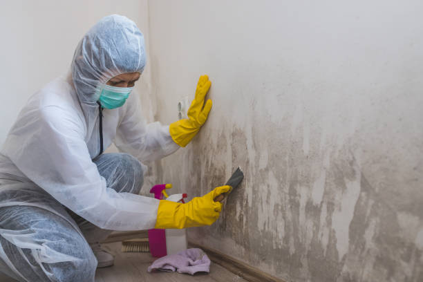 Best Office Mold Removal Services  in Alma, AR