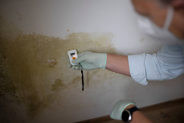 Best Certified Mold Removal  in Alma, AR