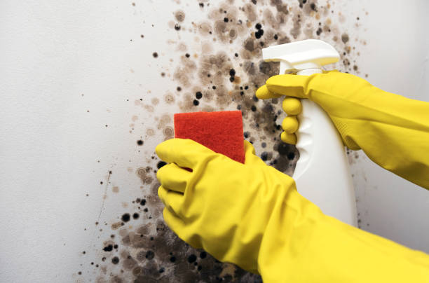 Best Emergency Mold Removal  in Alma, AR