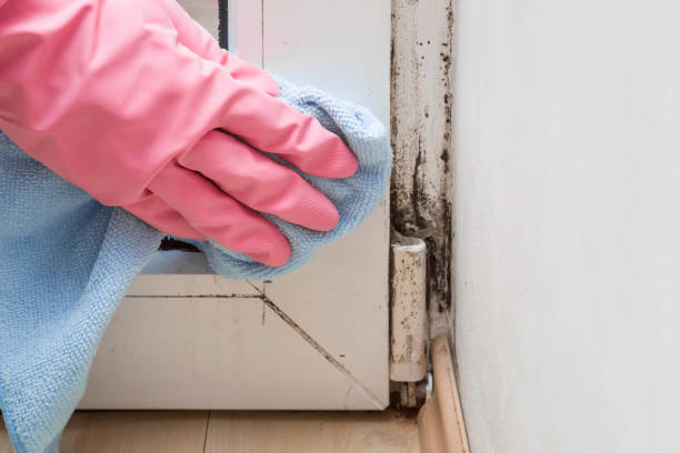 Best Local Mold Removal Service  in Alma, AR